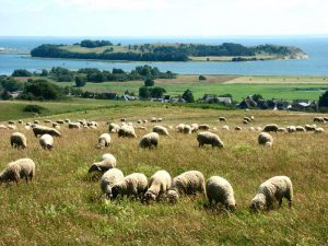 Schafe bei Klein Zicker - Thiessow